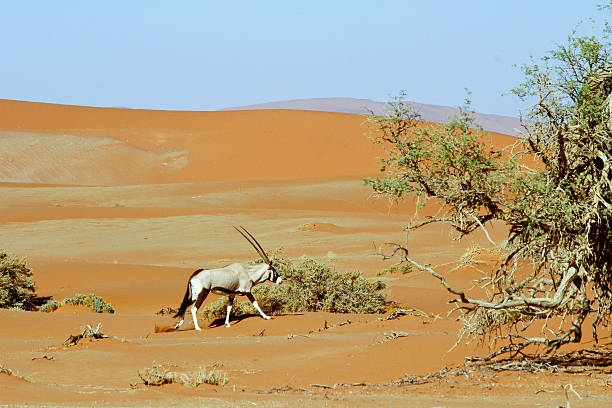istock Wandering dune of Sossuvlei in Namibia with Oryx walking 508126346