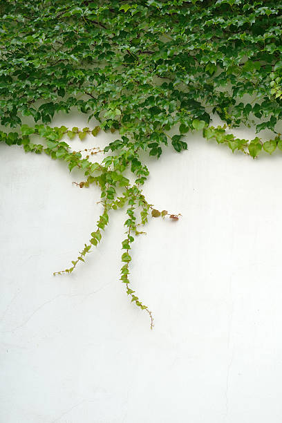 istock ivy leaves isolated on a white background 508126429