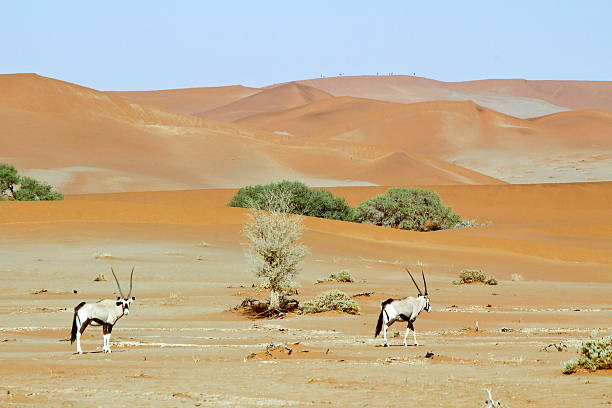 istock Wandering dune of Sossuvlei in Namibia with Oryx walking 508126890