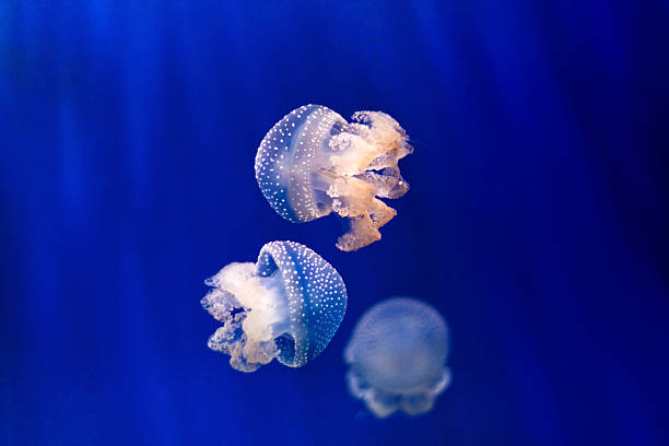 istock Group of light blue jellyfish on blue background 508127192