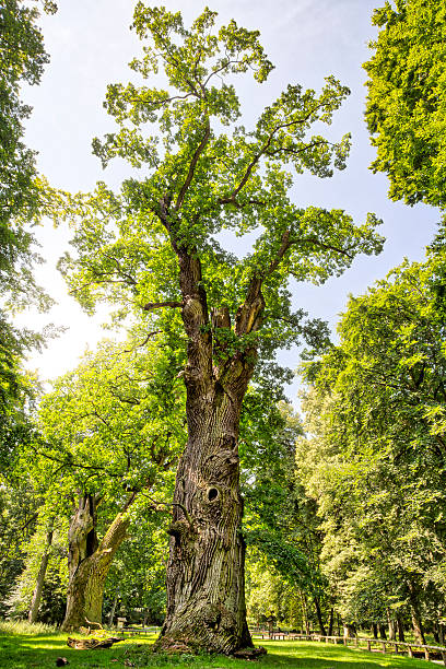 istock HDR shot of an very old oak 508127784