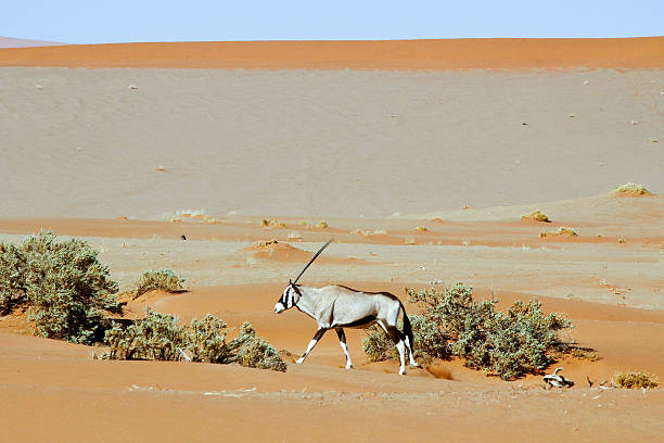 istock Wandering dune of Sossuvlei in Namibia with Oryx walking 508127792