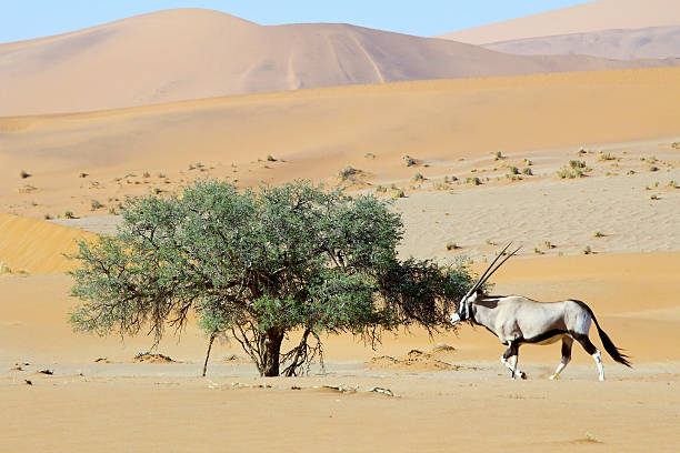 istock Wandering dune of Sossuvlei in Namibia with Oryx walking 508128124