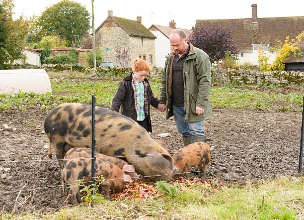 istock Family feeding the pigs on a small holding 508128170