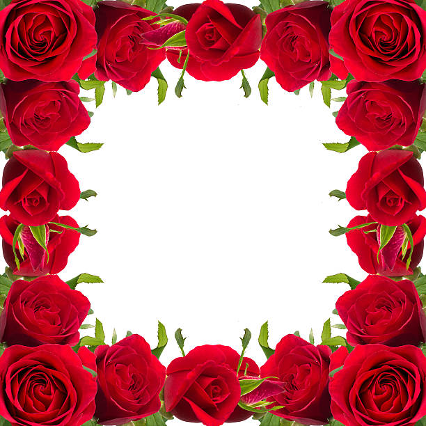 istock Bouquet of red roses on white background 508129594