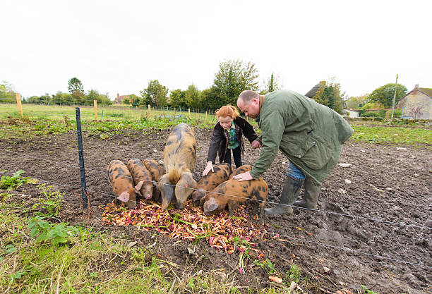 istock Farther and daughter feeding the pigs 508129768