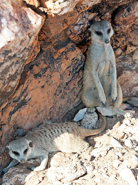 istock Meerkat pair, Gaub Pass, Namibia, Africa 508131322