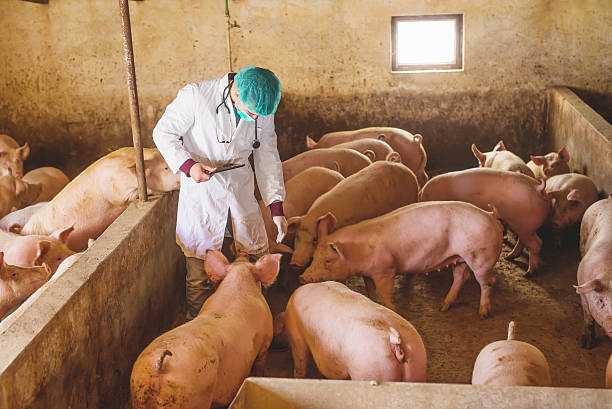 istock Veterinarian checking pigs at pigsty. 508132470