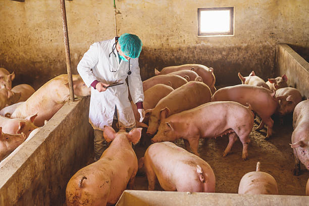 Veterinarian checking pigs at pigsty. Veterinarian checking pigs at pigsty. Modern medicine. Pig Farm. animal husbandry photos stock pictures, royalty-free photos & images