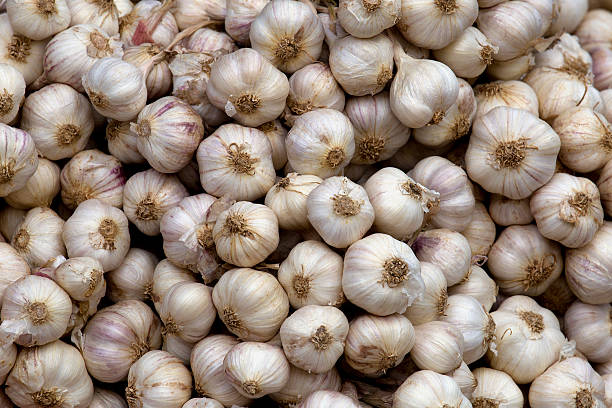Garlic , Fresh garlic isolated stock photo