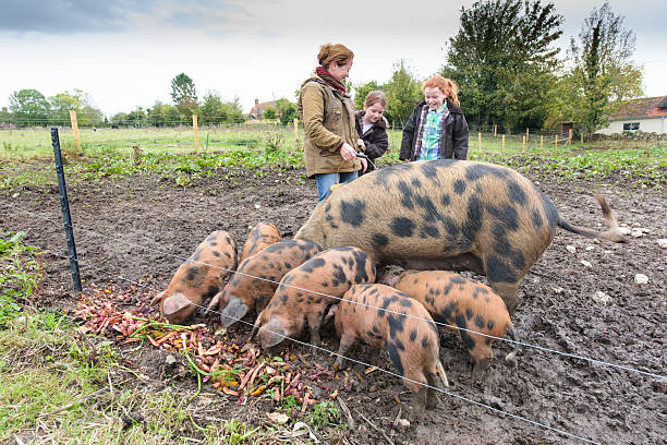 istock Mother and daughters feeding the pigs 508132878