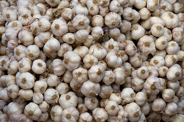 Garlic , heap of Fresh garlic stock photo