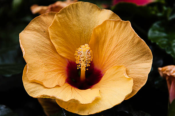 istock ibiscus flower in the foreground 508134154