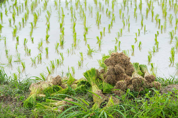 istock cereal with rice planting field on background 508134256