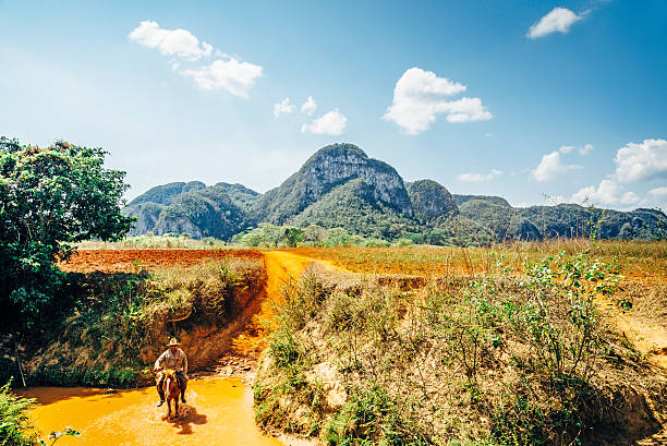 Vinales Valley, Cuba - March 21, 2015: Local cowboy riding horse in countryside road of Vinales Valley. Fields of tobacco and the mountains in the background.