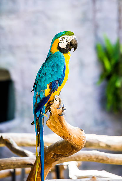 istock macaw in chiangmai Thailand 508134996