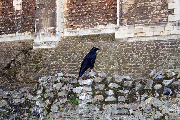 London, England - March 21, 2009: One of the ravens kept by the Yeoman Warders at the Tower of London.