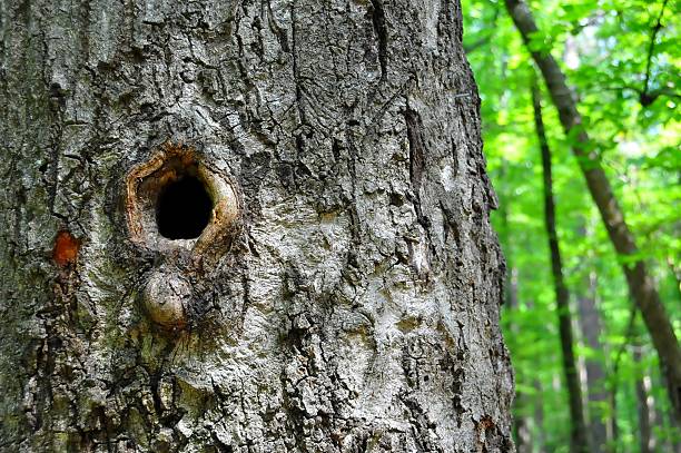 istock the hollow in the tree crown 508136290