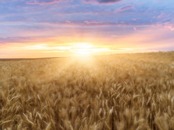 istock wheat field in sunset, Palouse, WA, USA 508136446