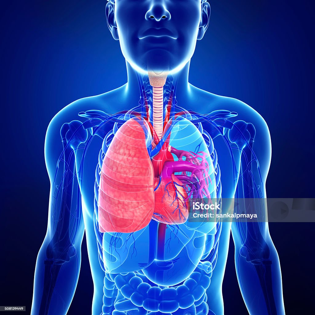 Male lungs anatomy Illustration of male lungs anatomy Abdomen Stock Photo