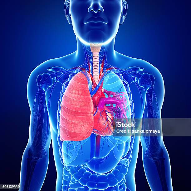 Male Lungs Anatomy Stock Photo - Download Image Now - Abdomen, Alveolus, Anatomy