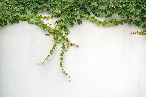 istock ivy leaves isolated on a white background 508139633