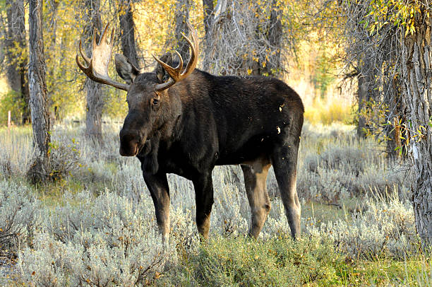 istock Bull Moose stands in sagebrush and fall leaves. 508139711