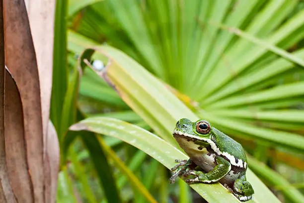 Photo of Barking Treefrog