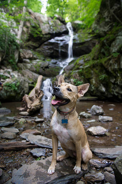 Hiking Dog Sits in Front of Waterfall on Appalachian Trail stock photo