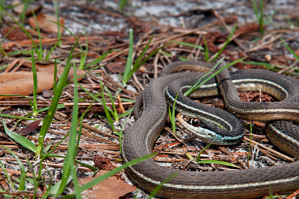 istock Bluestripe Ribbon Snake 508140301