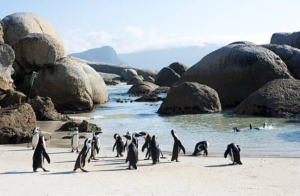 Penguin Colony Swim African penguins at Boulder's Beach near Cape Town boulder beach western cape province photos stock pictures, royalty-free photos & images