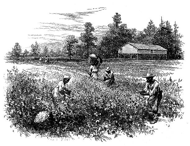 Antique illustration of cotton field with workers Antique illustration of cotton field with workers drawing of slaves working stock illustrations