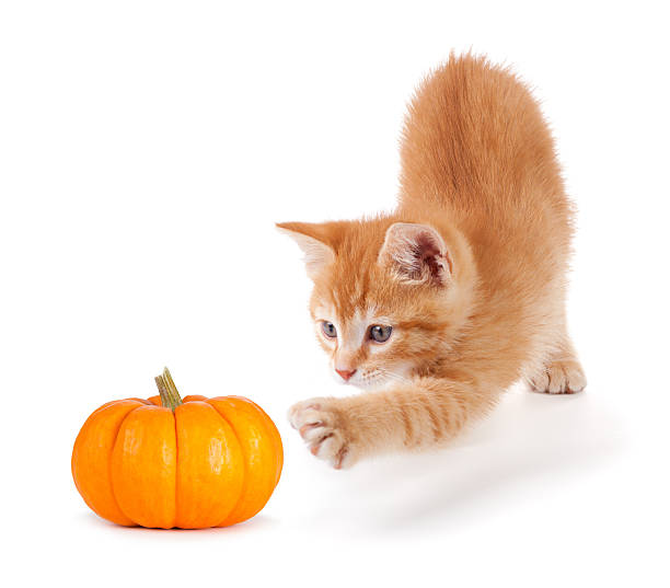 istock Cute orange kitten playing with a mini pumpkin on white. 508140931