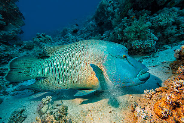 Napoleonfish Underwater  sea life - coral reef. Napoleonfish ( Cheilinus undulatus, Humphead wrasse )  fish,  deep in tropical sea.  indo pacific ocean stock pictures, royalty-free photos & images