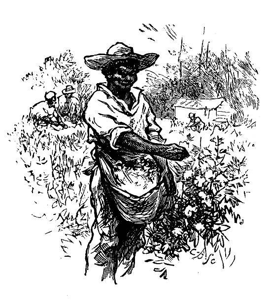 Antique illustration of cotton field worker Antique illustration of cotton field worker drawing of slaves working stock illustrations
