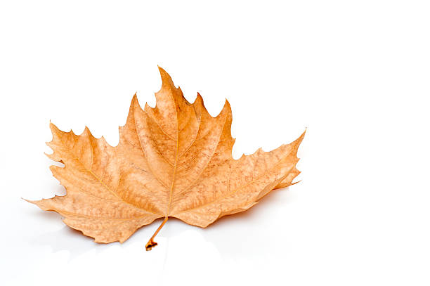 Free picture: Dry brown maple leaf in the process of decomposition on ...