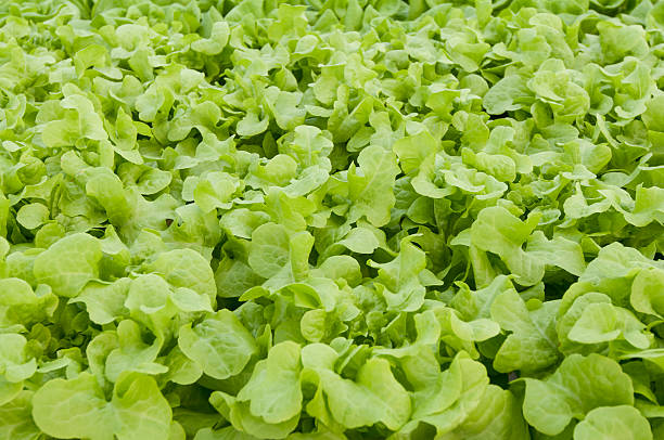 lettuce stock photo