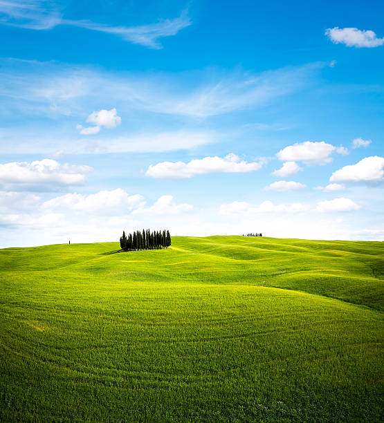 paisaje de toscana - italian cypress tree cypress tree sunlight fotografías e imágenes de stock