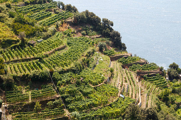 Vineyards at Italy Vineyards next to the sea, Cinque Terre in Italy terraced field stock pictures, royalty-free photos & images