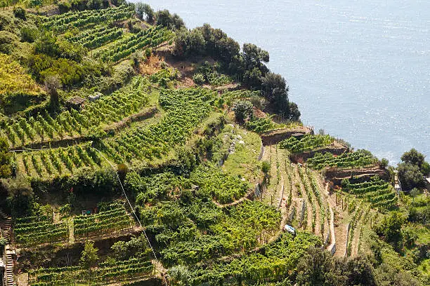 Vineyards next to the sea, Cinque Terre in Italy