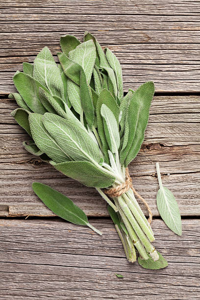 istock Bunch of garden sage herb 508141422
