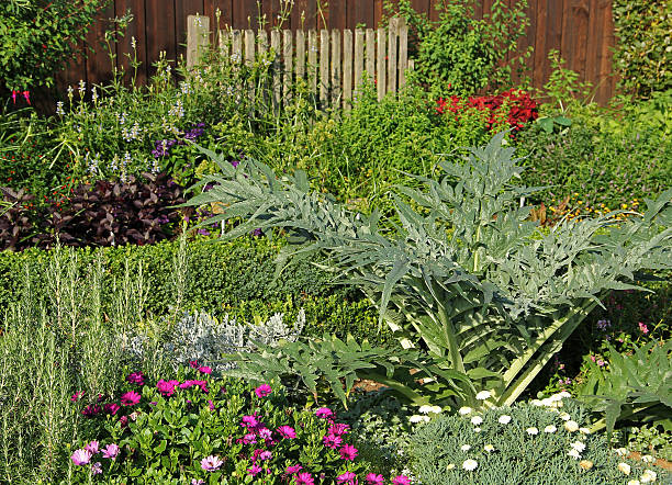 istock Herbs, flowers and various plants. 508141625