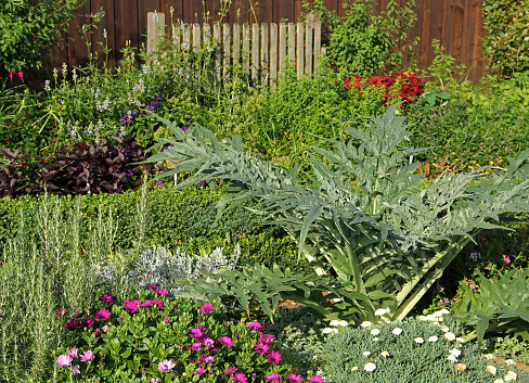 Artichocke - Cynara carduncutus, herbs, flowers and various plants.