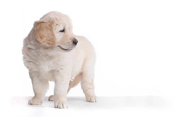 istock Golden Retriever Puppies 508141684