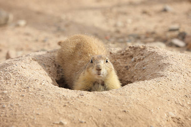 istock Prairie Dog Cynomys Rodent Burrowing 508141956
