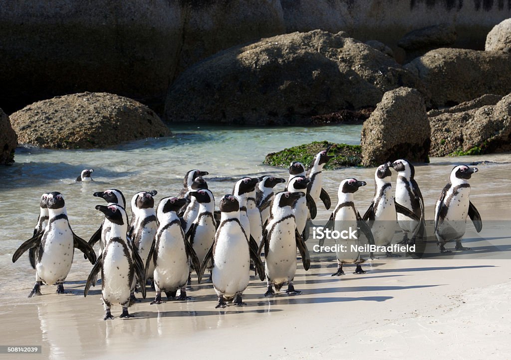 Penguin colony crowded African penguins crowded together at Boulder's beach. Penguin Stock Photo