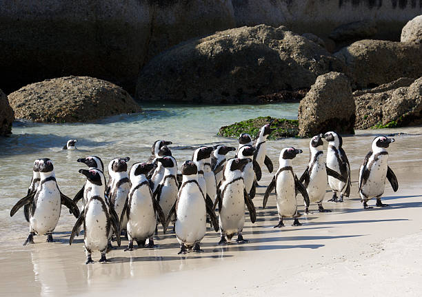 Penguin colony crowded African penguins crowded together at Boulder's beach. boulder beach western cape province photos stock pictures, royalty-free photos & images