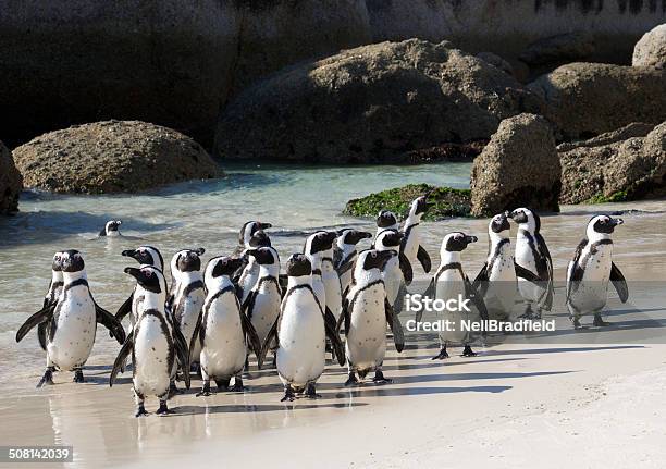 Penguin Colony Crowded Stock Photo - Download Image Now - Penguin, South Africa, Boulder Beach - Western Cape Province