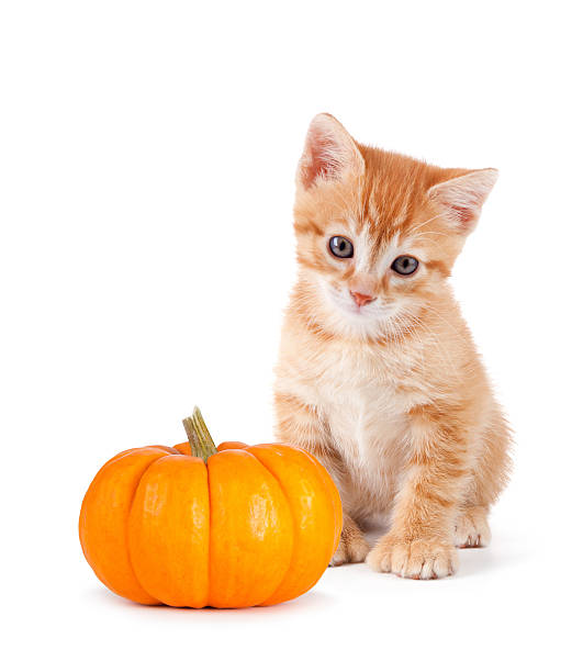 istock Cute orange kitten with mini pumpkin on white. 508142105