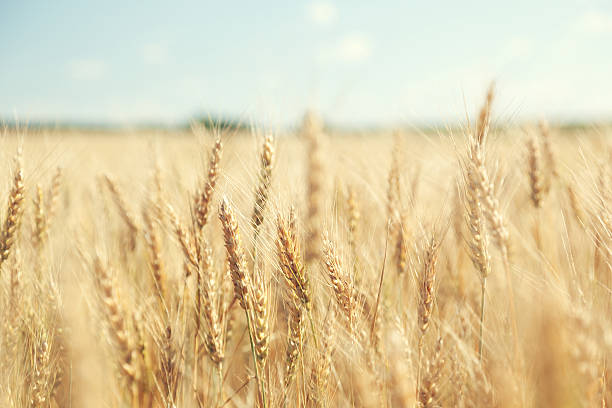 istock golden wheat field and sunny day 508142113